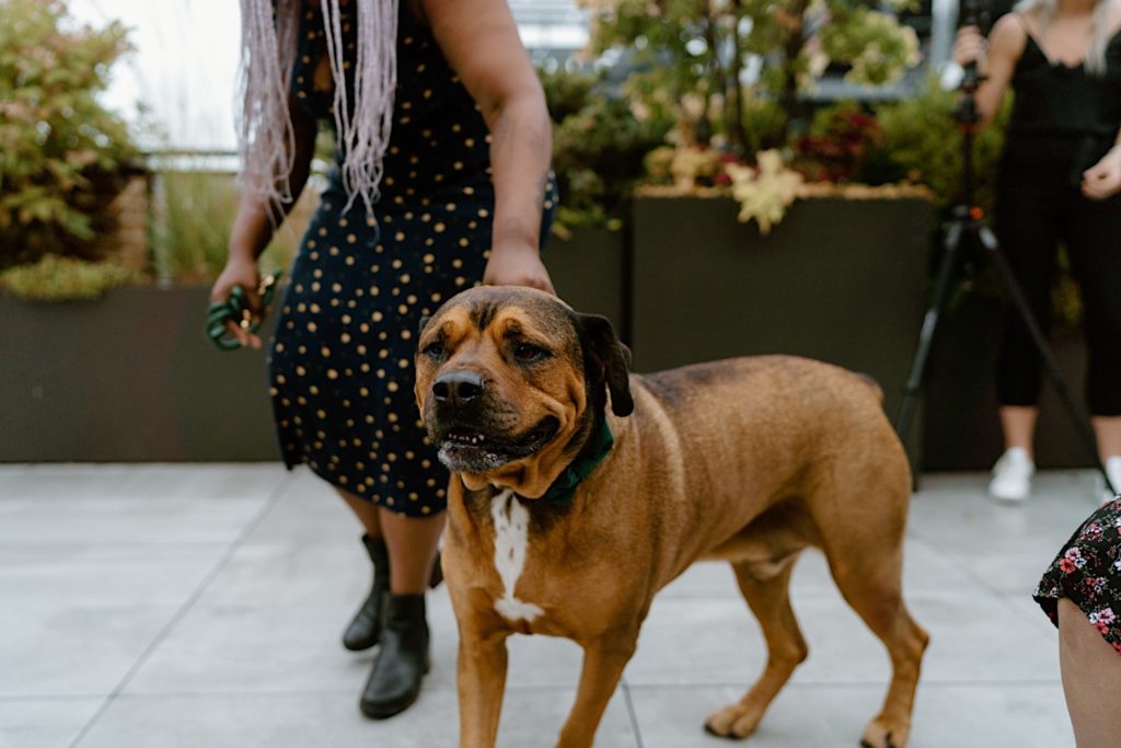The bride and grooms dog walking down the aisle on their wedding day at their Chicago wedding venue.