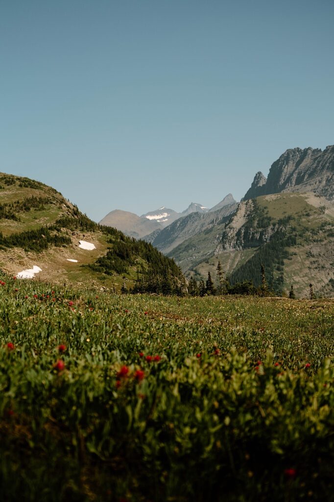 A field of flowers in front of a valley between mountains at Glacier National Park.
